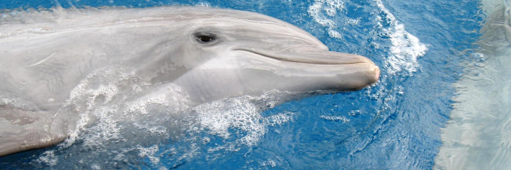 Dolphin Island Park